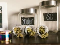 Le CBD et votre santé : sélection de 3 études scientifiques (très) prometteuses le cbd et votre santé