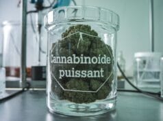 Comment les molécules et cannabinoïdes puissants peuvent-ils améliorer la concentration et réduire le stress ? les molécules et cannabinoïdes puissants pour améliorer la concentration et réduire le stress